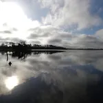 Swan Boyle