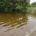 Swan