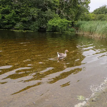 Swan